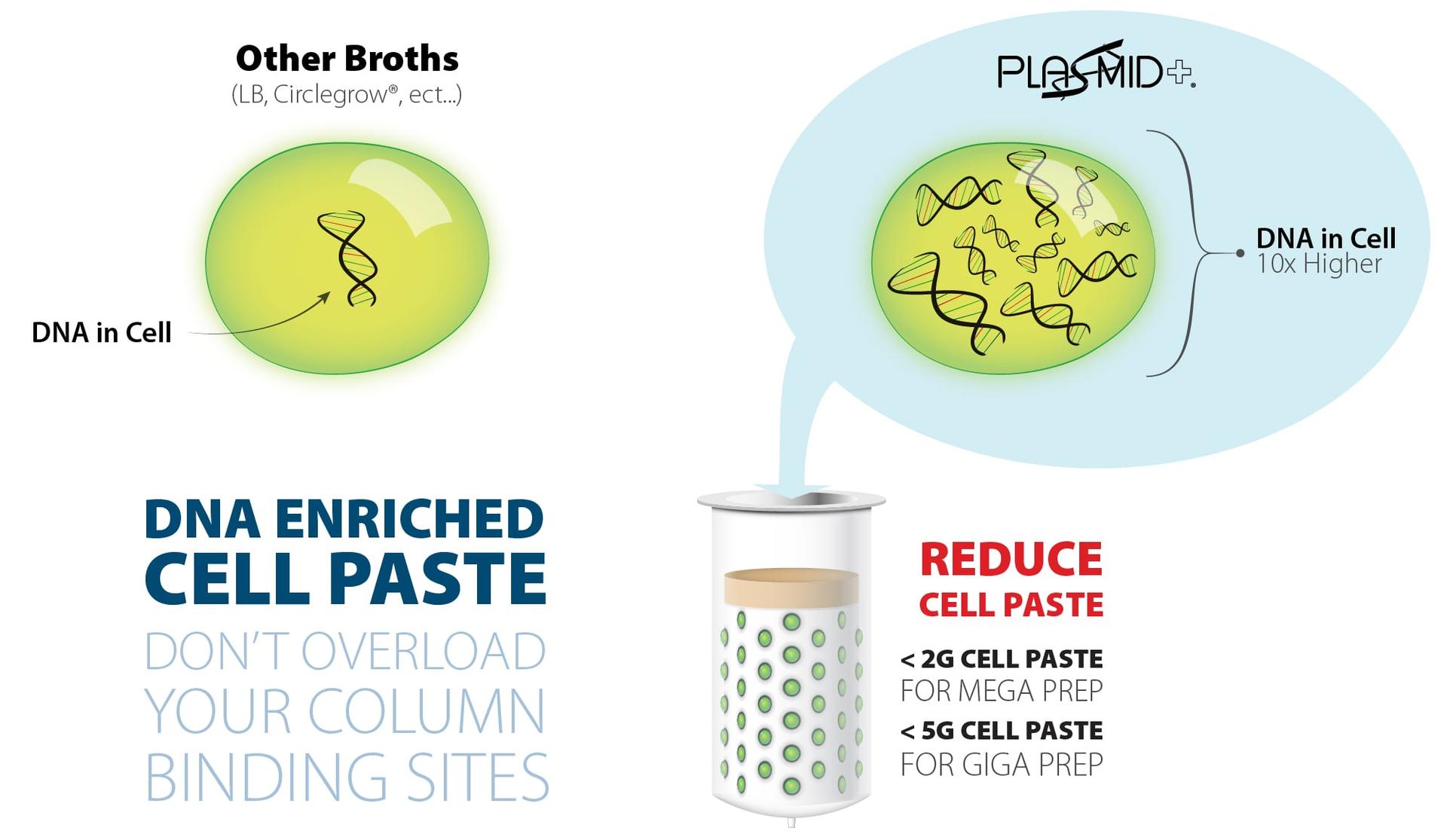 plasmid-cellpaste