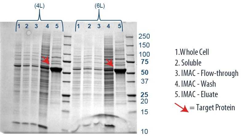 7L_page_gel2