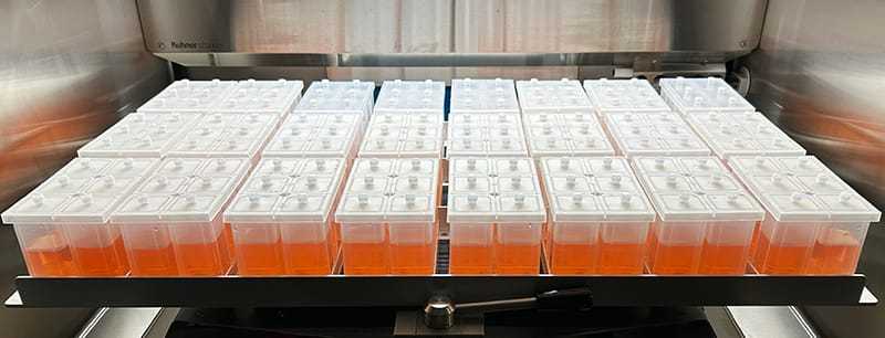 6-well_kuhner_full_rack